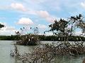 25 - Mangrove 062